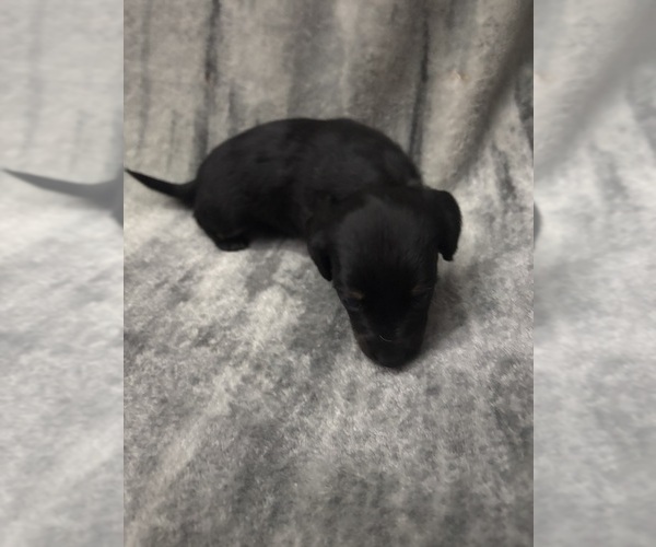 Medium Photo #1 Chiweenie Puppy For Sale in ROANOKE, VA, USA