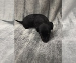 Puppy Puppy 3 Chiweenie