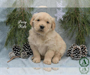 Medium Golden Retriever