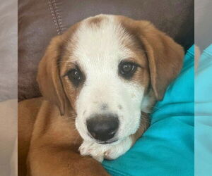 Mutt Dogs for adoption in Laramie, WY, USA