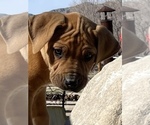 Small Photo #36 Rhodesian Ridgeback Puppy For Sale in MORONGO VALLEY, CA, USA