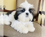 Small Photo #5 Shih Tzu Puppy For Sale in ORLANDO, FL, USA