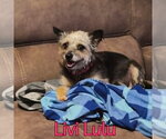 Small #8 Mutt