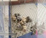 Small Labrador Retriever