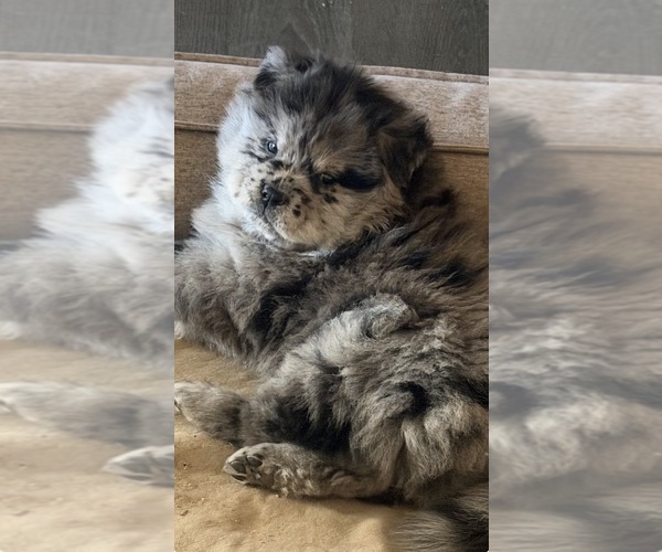Medium Photo #2 Chow Chow Puppy For Sale in YUCCA VALLEY, CA, USA
