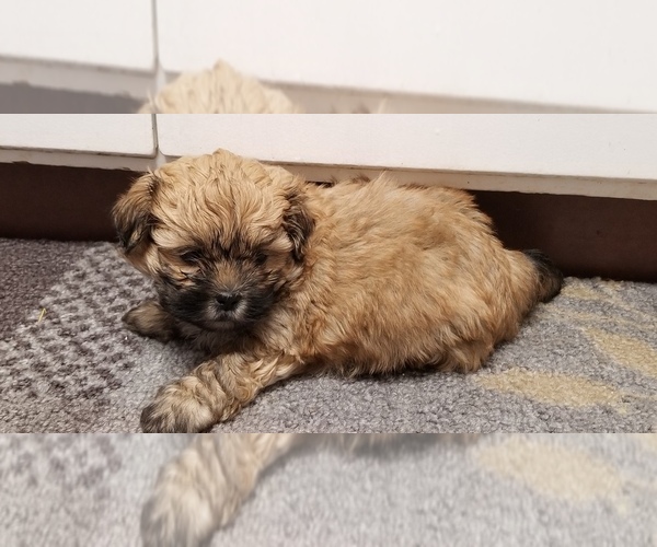 Medium Photo #3 Zuchon Puppy For Sale in SHAWNEE, KS, USA