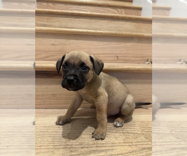 Medium Photo #28 American Pit Bull Terrier-Black Mouth Cur Mix Puppy For Sale in QUAKER HILL, CT, USA