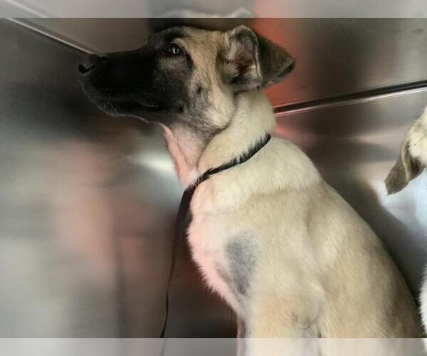 Medium Photo #1 Anatolian Shepherd-Unknown Mix Puppy For Sale in Visalia, CA, USA
