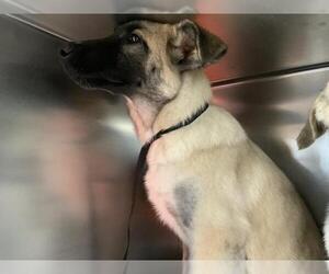 Anatolian Shepherd-Unknown Mix Dogs for adoption in Visalia, CA, USA