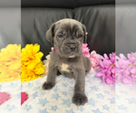 Small #2 Neapolitan Mastiff