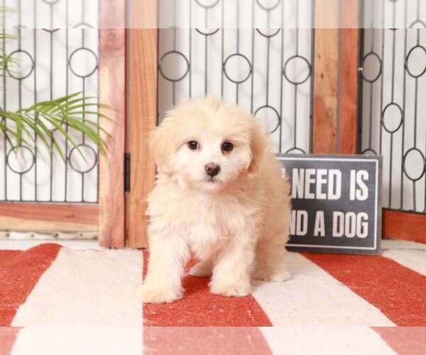 Medium Photo #3 Maltipoo Puppy For Sale in NAPLES, FL, USA