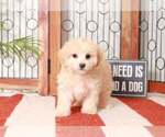 Small Photo #3 Maltipoo Puppy For Sale in NAPLES, FL, USA