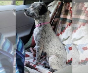 Brittany-Dalmatian Mix Dogs for adoption in Mt. Laurel, NJ, USA