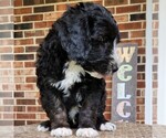 Small #9 F2 Aussiedoodle