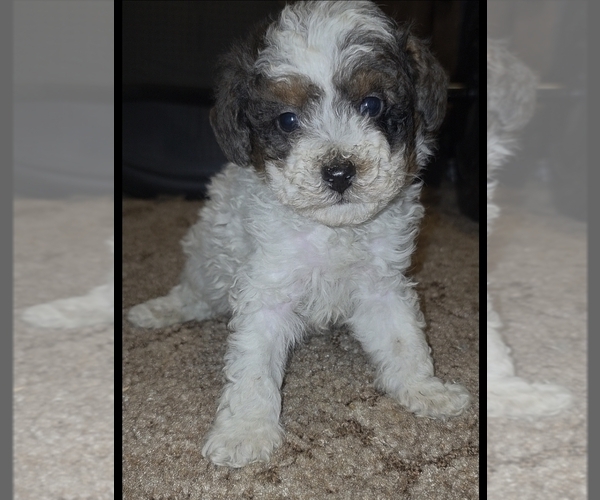 Medium Photo #4 Poodle (Toy) Puppy For Sale in DYERSBURG, TN, USA