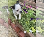 Small #11 Boston Terrier