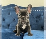 Small Photo #2 French Bulldog Puppy For Sale in RICHMOND, VA, USA