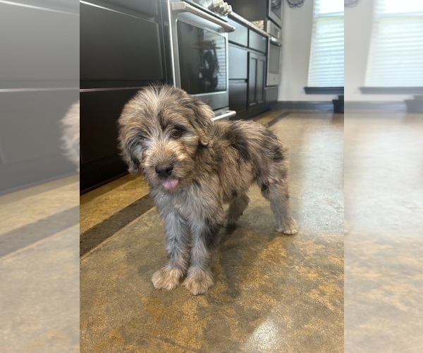 Medium Photo #2 F2 Aussiedoodle Puppy For Sale in BUSH, LA, USA