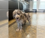 Small Photo #2 F2 Aussiedoodle Puppy For Sale in BUSH, LA, USA