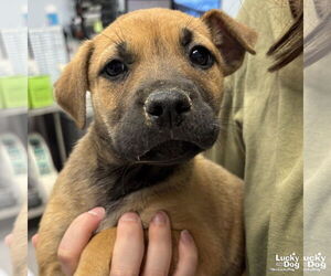 Mutt Dogs for adoption in Washington, DC, USA