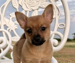 Small Photo #4 Chiranian Puppy For Sale in COVINGTON, TX, USA
