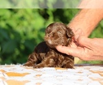 Small #7 ShihPoo