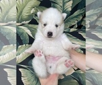 Small Photo #2 Pomsky-Siberian Husky Mix Puppy For Sale in WINDERMERE, FL, USA