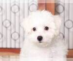 Small #3 Bichon Frise