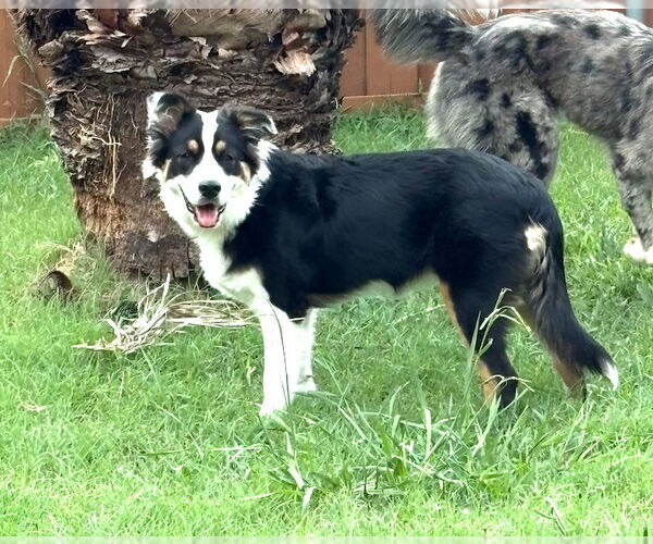Medium Photo #3 Australian Shepherd Puppy For Sale in Dallas, TX, USA