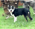 Small #2 Australian Shepherd