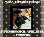 Small Photo #7 Pembroke Welsh Corgi Puppy For Sale in LOGAN, NM, USA