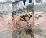 Small #3 American Staffordshire Terrier Mix