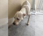 Small #1 American Pit Bull Terrier Mix