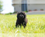 Small Photo #3 Miniature Australian Shepherd-Poodle (Toy) Mix Puppy For Sale in WARSAW, IN, USA