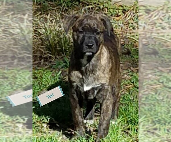 Medium Photo #19 Rottweiler-Unknown Mix Puppy For Sale in Spring, TX, USA