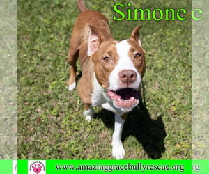 Simone - Female American Staffordshire Terrier-Unknown Mix Dog for Adoption - Photo #20