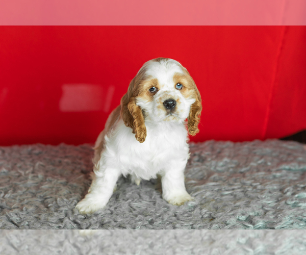 Medium Photo #3 Cocker Spaniel Puppy For Sale in NAPPANEE, IN, USA