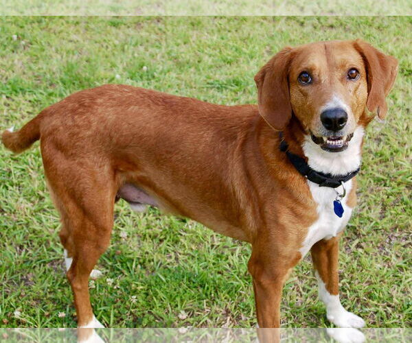 Medium Photo #5 Mutt Puppy For Sale in Mount Pleasant, SC, USA
