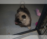 Small Photo #14 Keeshond Puppy For Sale in FAYETTEVILLE, TN, USA