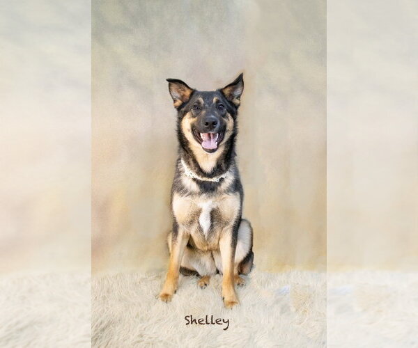 Medium Photo #4 Mutt Puppy For Sale in Hot Springs Village, AR, USA