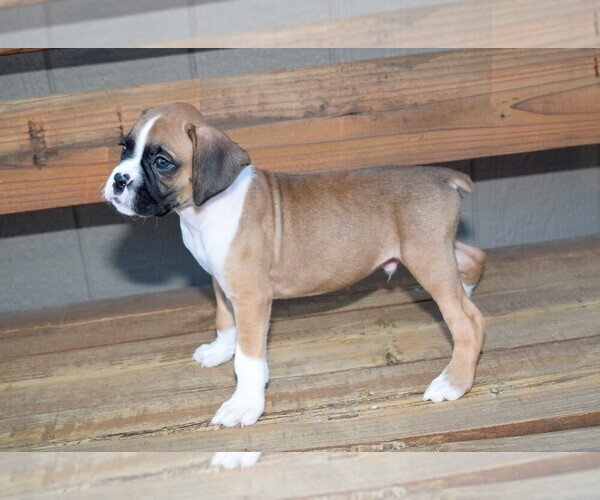 Medium Photo #3 Boxer Puppy For Sale in CHILHOWEE, MO, USA