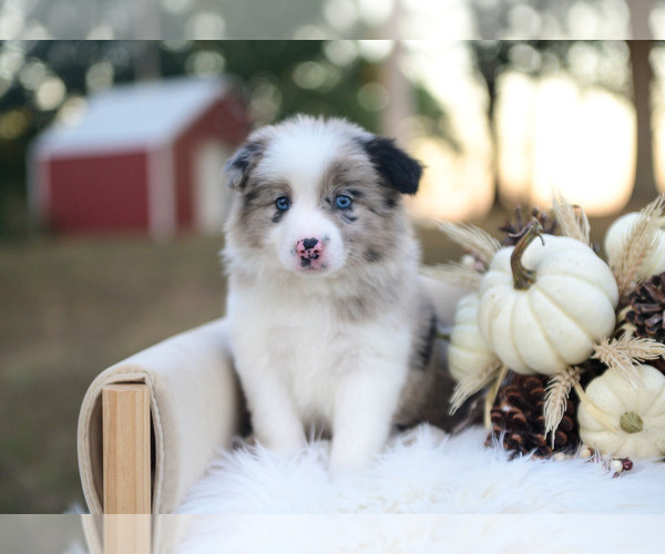 Medium Photo #1 Border Collie Puppy For Sale in CONWAY, MO, USA