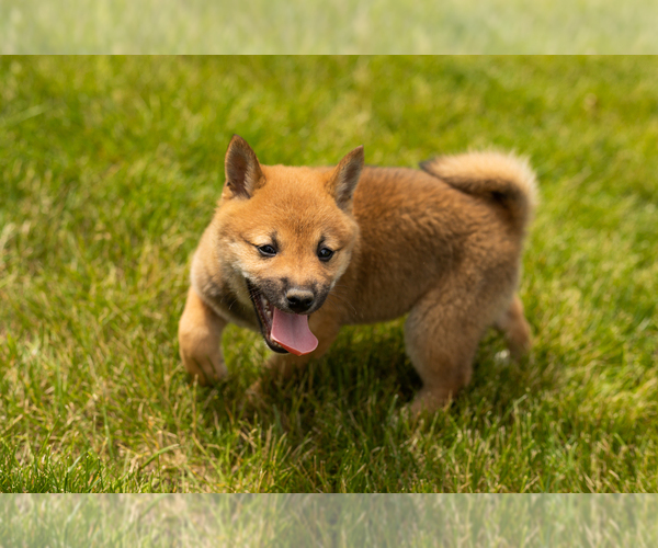 Medium Photo #8 Shiba Inu Puppy For Sale in MILLERSBURG, IN, USA