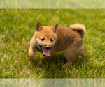 Small #7 Shiba Inu