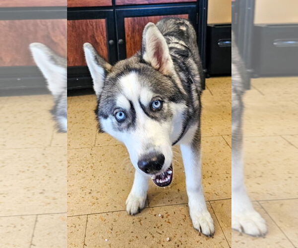 Medium Photo #2 Siberian Husky Puppy For Sale in Lighthouse Point, FL, USA