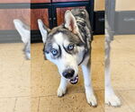 Small #1 Siberian Husky