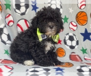 Cavachon-ShihPoo Mix Puppy for sale in LAKELAND, FL, USA