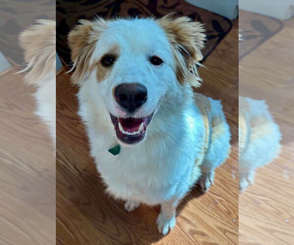 Medium Photo #3 Colonial Cocker Spaniel-Unknown Mix Puppy For Sale in Clarkston, MI, USA