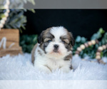 Small Photo #10 Shih Tzu Puppy For Sale in CLARE, MI, USA