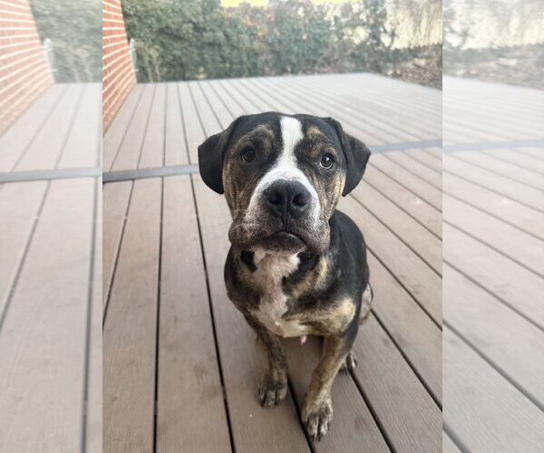 Medium Photo #1 Bulldog-Staffordshire Bull Terrier Mix Puppy For Sale in MIDWAY, UT, USA